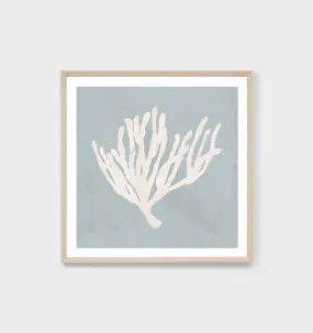 Coral Study Blue 1 Framed Print